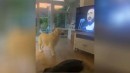 Hund vs Pavarotti