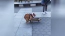 Hund vs Skateboard
