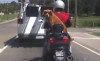 Hunde auf dem Motorrad