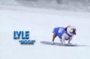 Hunde mögen auch Snowboarden