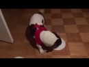 Hunde probieren Surströmming
