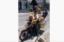 Hundetransport auf nem Scooter