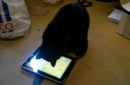 iPad Spiel für Katze