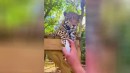 Jaguar vs Katzenminze