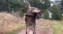 Känguru Fight