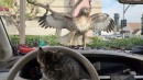 Kätzchen fast vom Falken gefressen