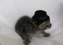 Kätzchen mit Hut