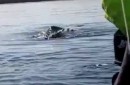 Kajakfahrer treffen auf Wale