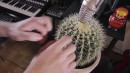 Kaktus und Drum & Bass