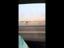 Kamel auf der Fahrbahn