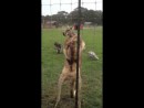 Kangaroo auf  Steroiden