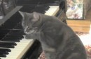 Katze spielt Klavier mit Orchester
