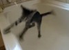 Katze vs. Badewanne