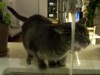 Katze vs. Wasserhahn!