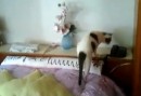 Katze als Anrufbeantworter