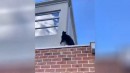 Katze am klettern