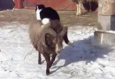 Katze auf einem Schaf