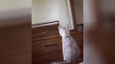 Katze entdeckt ihre Ohren