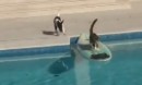 Katze entkommt auf einem Surfbrett