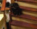 Katze geht ´like a boss´ die Treppe hoch