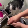 Katze hilft mit