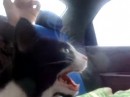 Katze im Auto