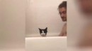 Katze in der Badewanne #3
