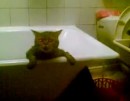 Katze in der Badewanne #2