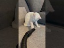 Katze lernt den Staubsauger kennen
