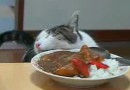 Katze liebt Ihr Essen!