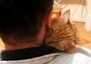 Katze mag kuscheln