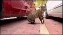Katze mit Bodycam