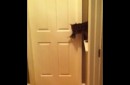 Katze öffnet die Tür