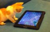 Katze spielt mit iPad