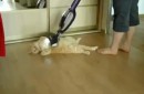 Katze staubsaugen