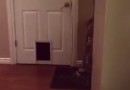 Katze und die Tür