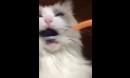 Katze und Zähneputzen