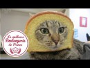 Katze vor einer Bäckerei
