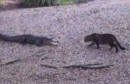 Katze vs. Alligator #2