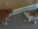 Katze vs. Ballon