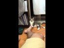 Katze vs. Fuß