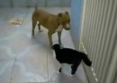 Katze vs. Hund #5