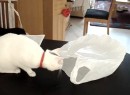 Katze vs. Plastiktüte