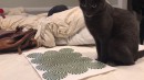 Katze vs. optische Täuschung