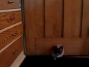 Katze vs. Tür