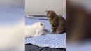 Katze wehrt Angriff ab