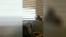 Katze will raus schauen
