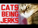 Katzen sind Arschlöcher - Compilation
