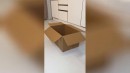 Katzen und die Kartonbox
