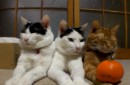 Katzen und die Orangen